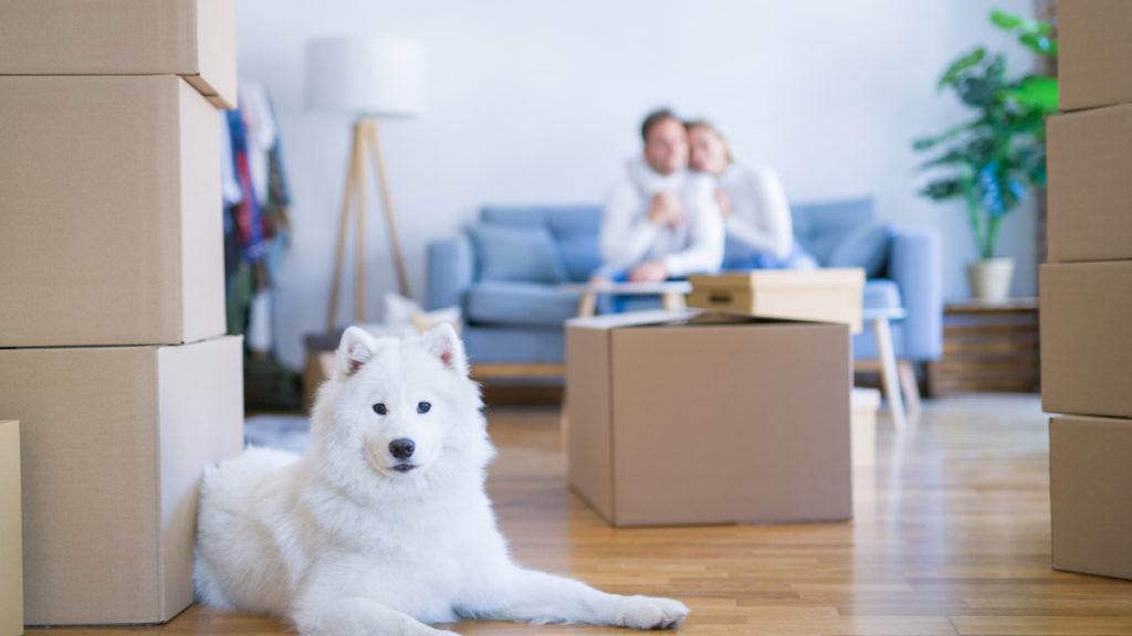 adapter son chien à une nouvelle maison 